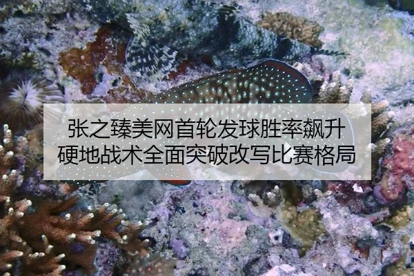 张之臻美网首轮发球胜率飙升 硬地战术全面突破改写比赛格局